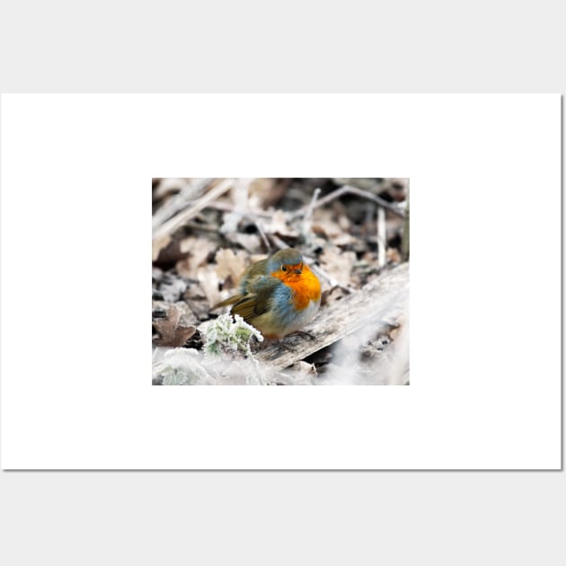 Frosty Robin Wall Art by GrahamPrentice